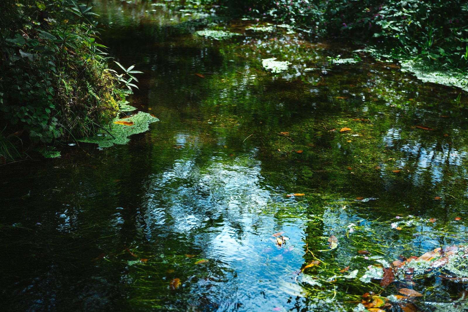 「豊富に湧き出る「狩宿湧水」」の写真