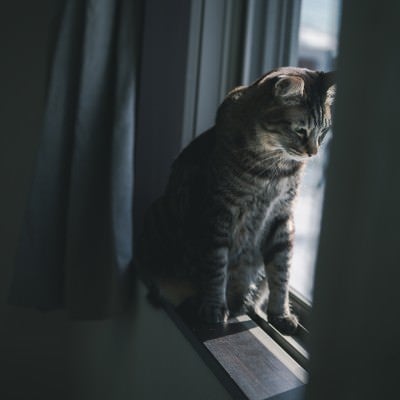 窓辺で俯くネコの写真