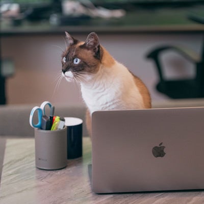 デスクワーク中によそ見する猫の写真