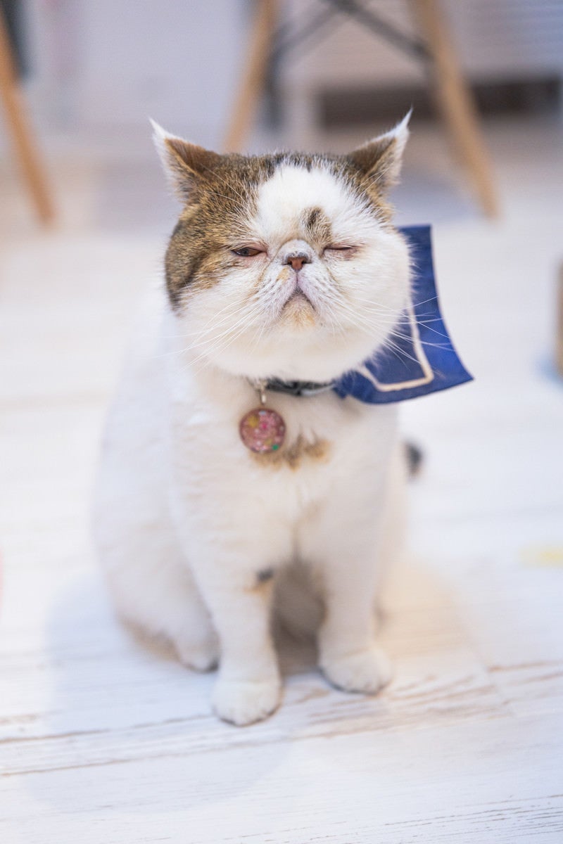 寝たふりしてチラ見猫の写真