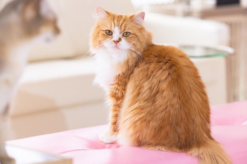 振り返るラガマフィン（猫）の写真