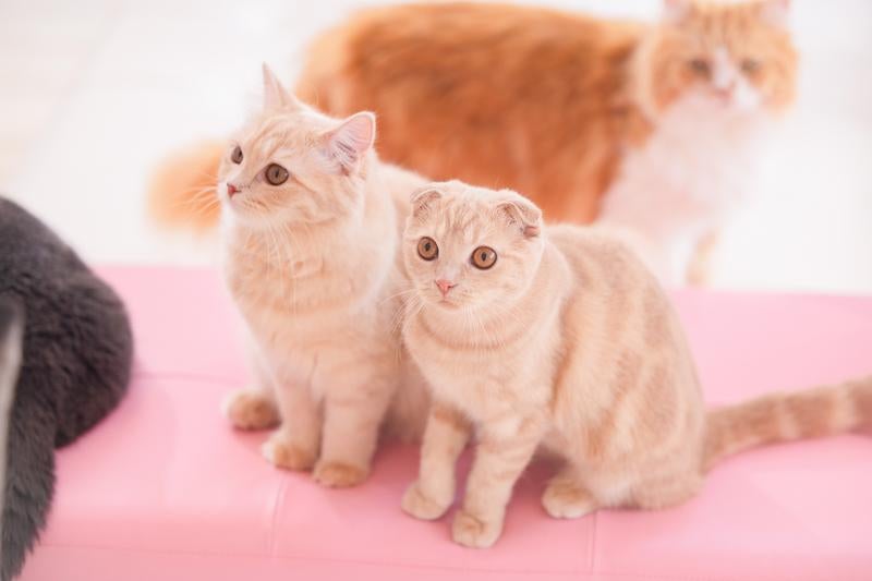 スコティッシュフォールド（♀）チャイちゃんとミルちゃんの写真