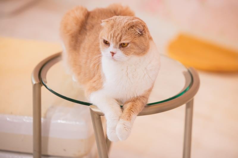 なにか言いたげな猫の写真