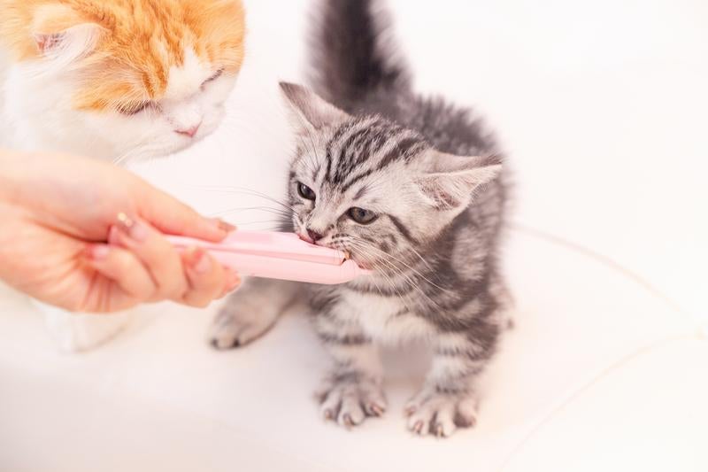 ちゃおちゅ～るタイムの写真