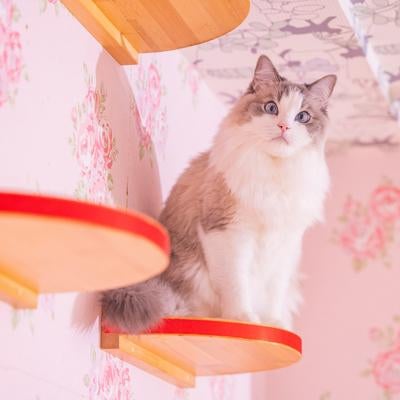 キャットステップ上から眺める猫ちゃんの写真