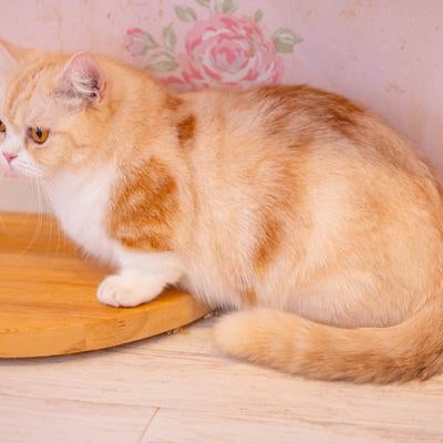 マンチカンのルナちゃんの写真