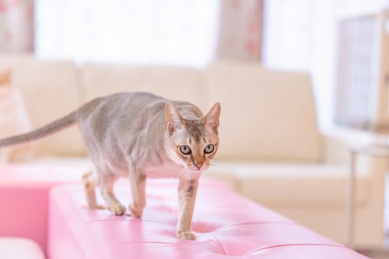 ちょっとそこ通りますよ（シンガプーラ）の写真
