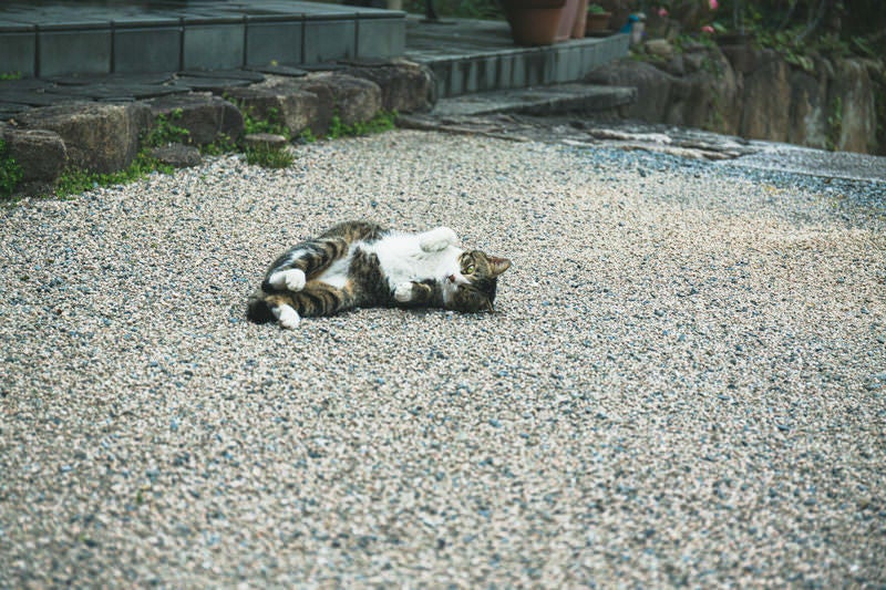 お庭でごろにゃんの写真