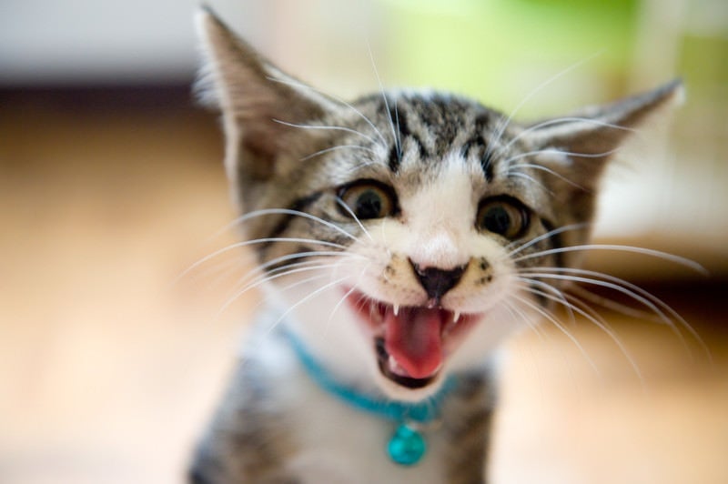 あざ笑う子猫の写真