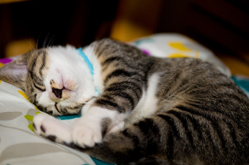 ソファーで丸くなるにゃんこの写真