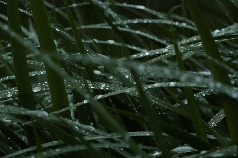 水滴を弾く菖蒲の葉の写真