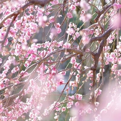 柔らかい光が差し込むしだれ梅の写真