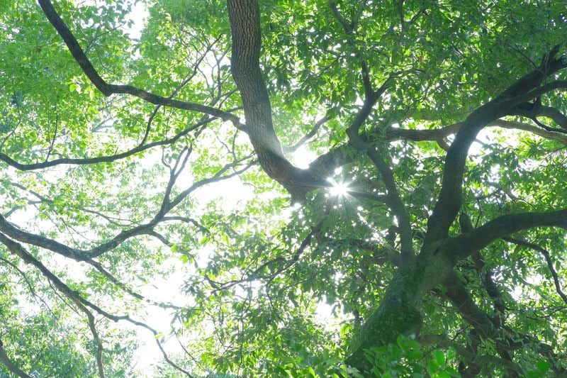 新緑の木漏れ日の写真