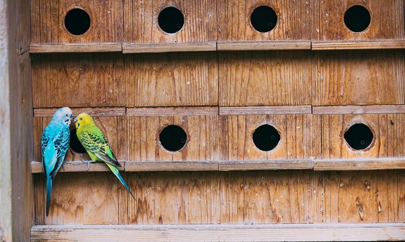 巣箱の端でこっそり愛を語らうインコの写真