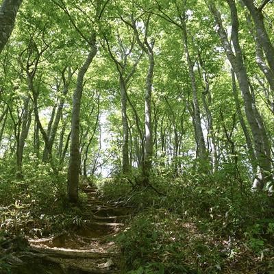 木漏れ日に照らされる中出コースの小径の写真