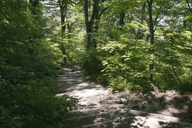 木漏れ日がやさしく降り注ぐ整備された夏山登山道の写真