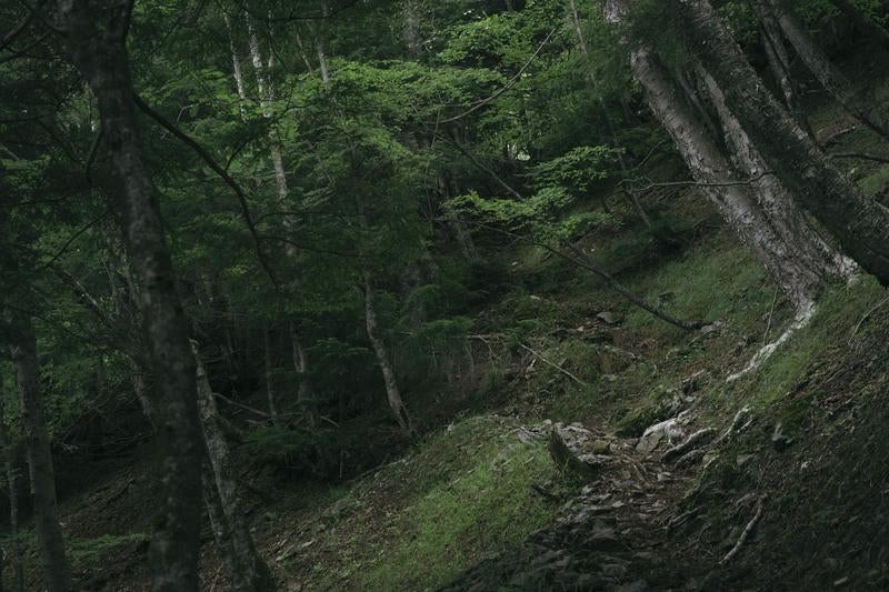 光岳へ続く深山の登山道の写真