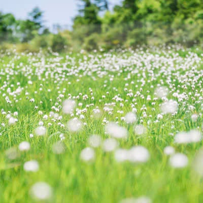 至仏山山腹のワタスゲの写真