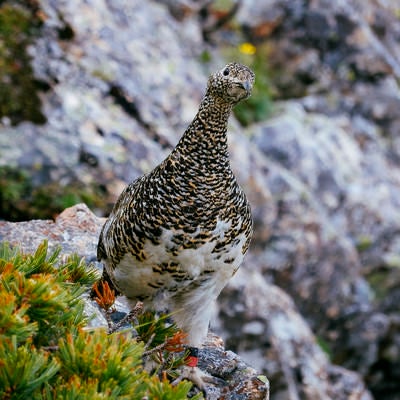 こちらの様子をうかがうライチョウ（仙丈ヶ岳）の写真