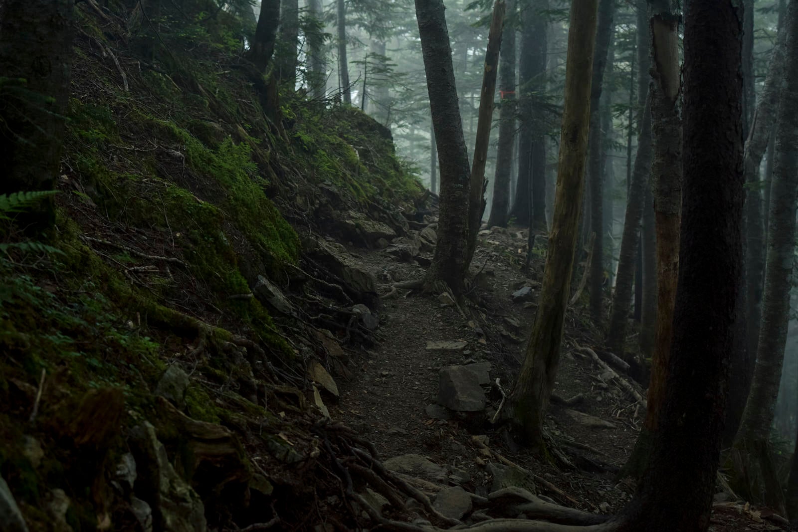 「雲が広がる登山道（仙丈ヶ岳）」の写真