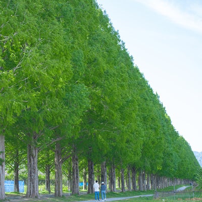 どこまでも続く青いメタセコイヤの並木道の写真