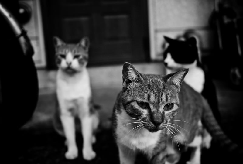 とりあえず集まった猫たちの写真
