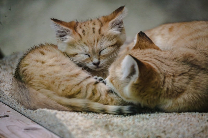 寝落ちする子猫の写真