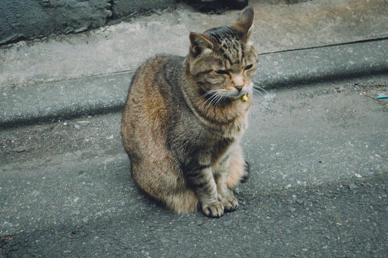 鈴をつけた門番猫の写真