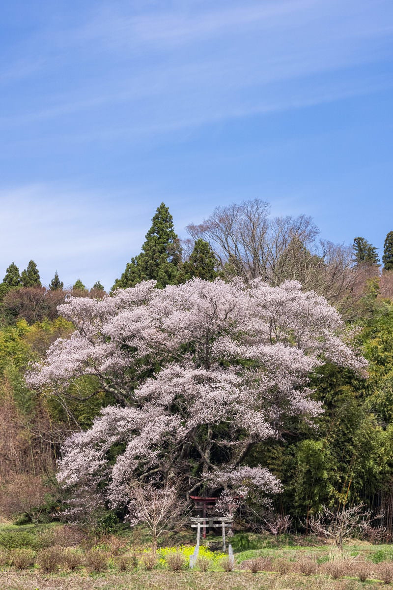 薄雲の青空と子授け櫻の写真