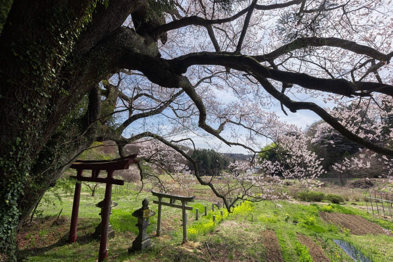 伸びゆく子授け櫻の枝と鳥居の写真