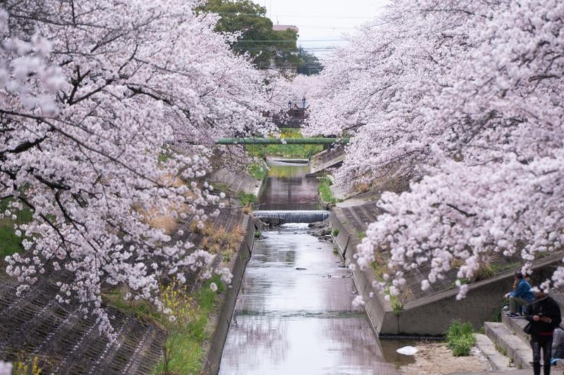 両岸に咲き誇る満開の桜並木の写真