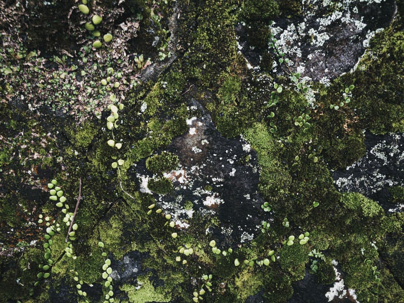 所々に繁殖した苔（テクスチャー）の写真