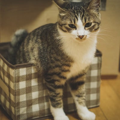 猫ボックスに箱入りの写真