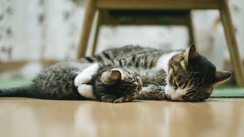 スキンシップ中の猫（親猫と子猫）の写真