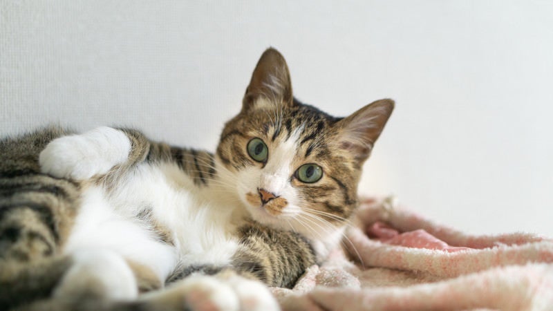お腹を見せてキョトンとする猫の写真