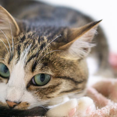 ちょっとだけ上目遣いの猫の写真