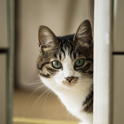 餌の時間と聞いて（猫）の写真