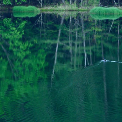 水鏡の池を鴨がスイーの写真