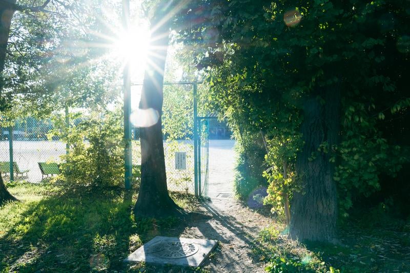 公園での最高の木漏れ日スポットの写真