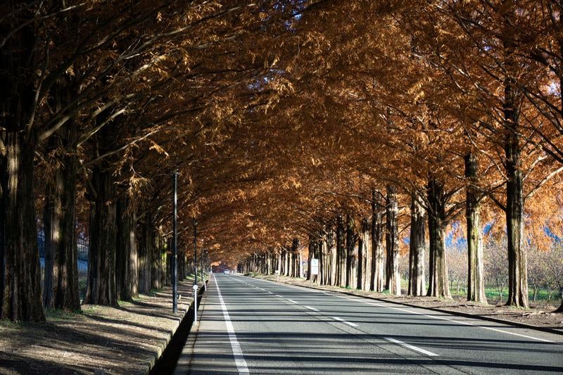 秋の終わりを告げるメタセコイア並木道の風景の写真