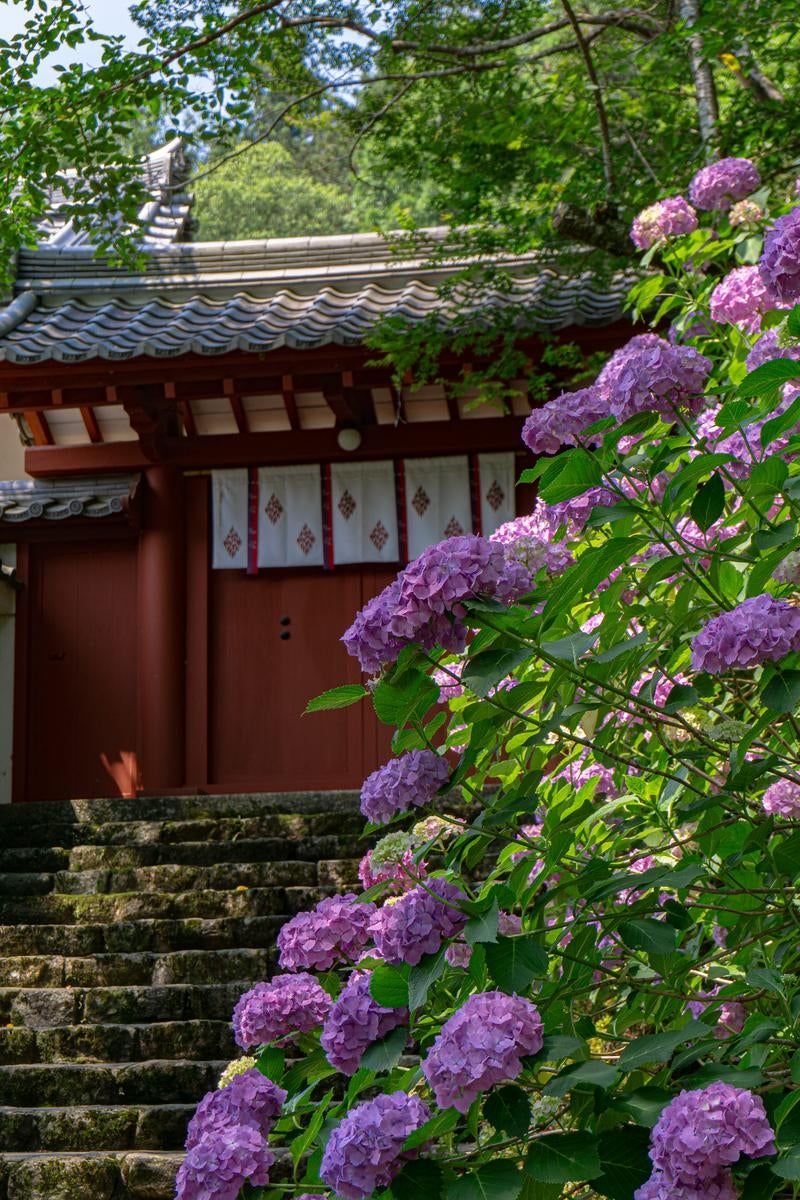 閉ざされた朱色の門と紫陽花の写真