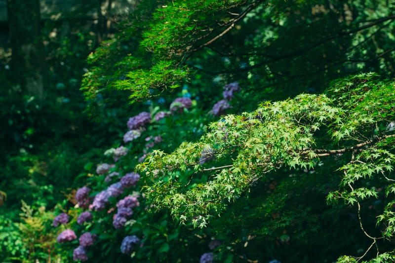 日の光に鮮やかさを増す青モミジとその奥に咲く紫陽花の写真