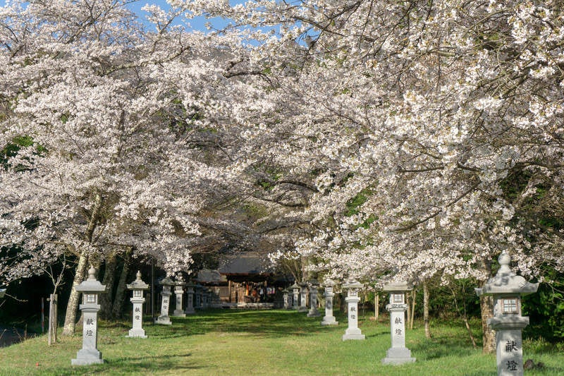 満開の桜のトンネルの向こうに見えるお社の写真
