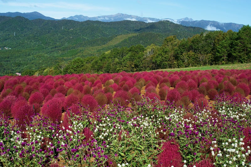 コキアと千日紅越しの山並みの写真