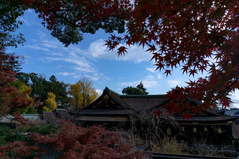 もみじ苑展望所から見る紅葉の額縁の中の本殿の写真