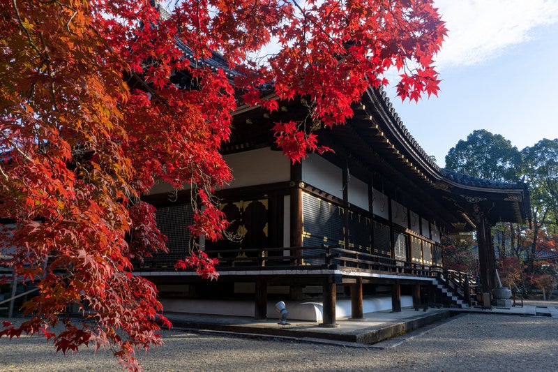 見事に赤く染まる紅葉と朝日を浴びる金堂の写真